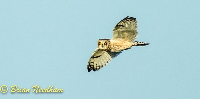 Short-eared Owl