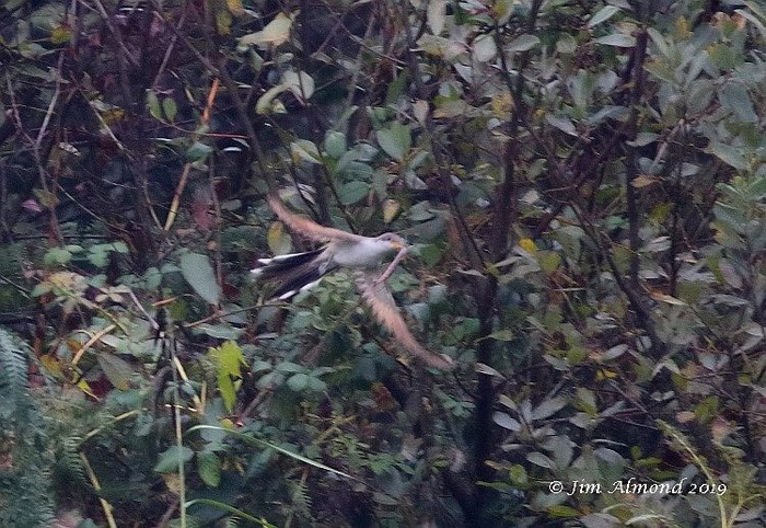 Yellow-billed Cuckoo