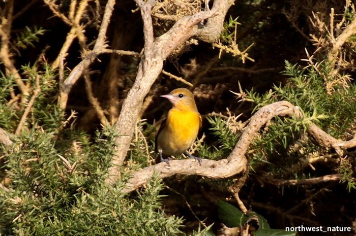 Baltimore Oriole