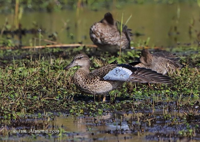 Blue-winged Teal