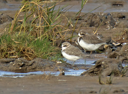 Kentish Plover