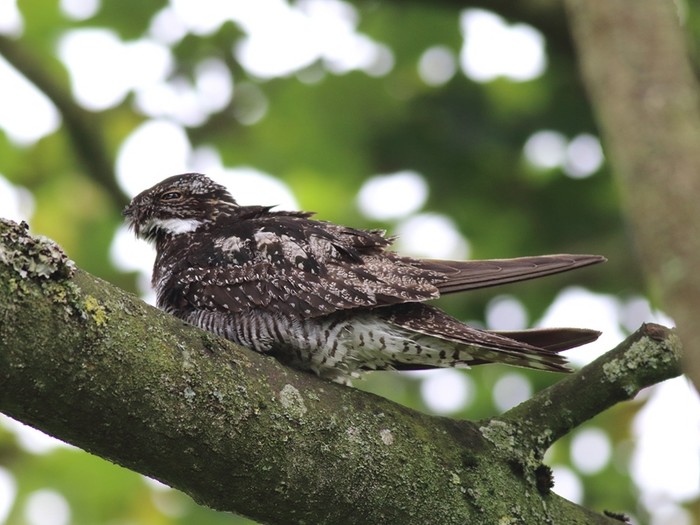 Common Nighthawk