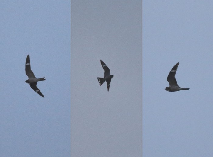 Common Nighthawk