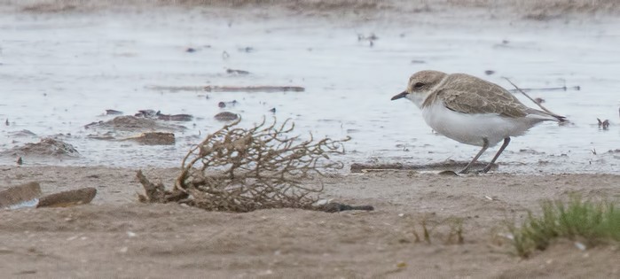 Kentish Plover
