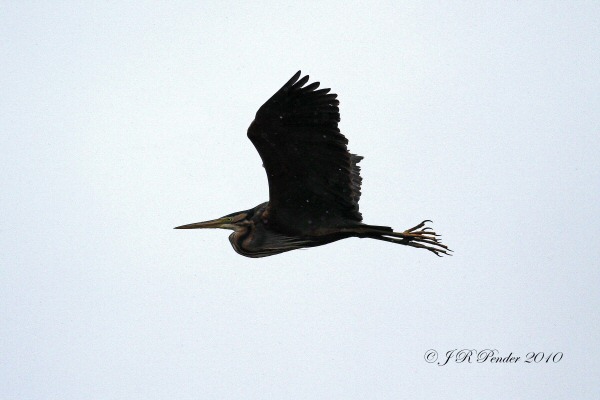Purple Heron