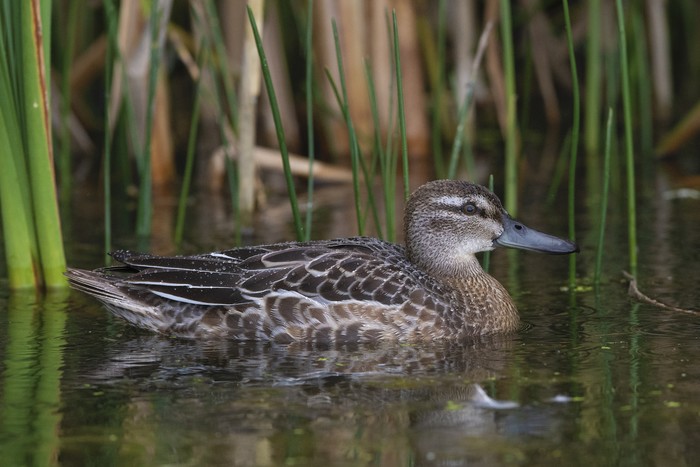 Garganey