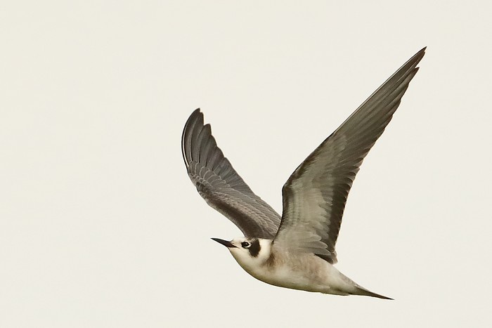 American Black Tern