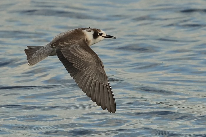 American Black Tern