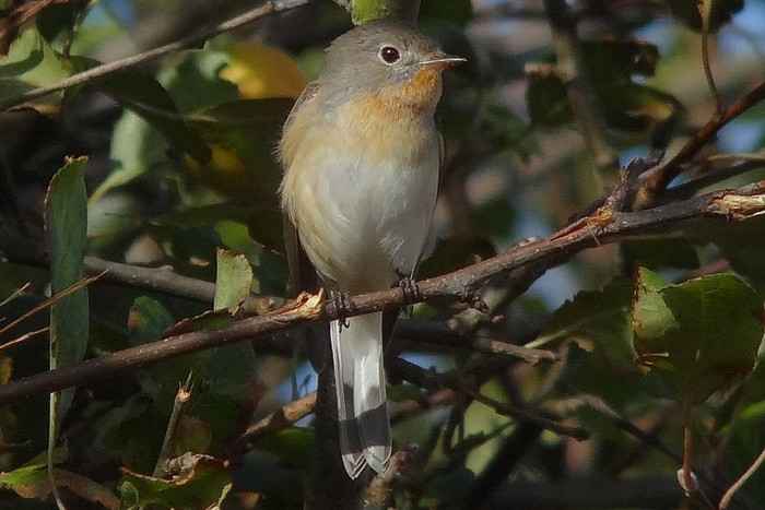 Red-breasted Flycatcher