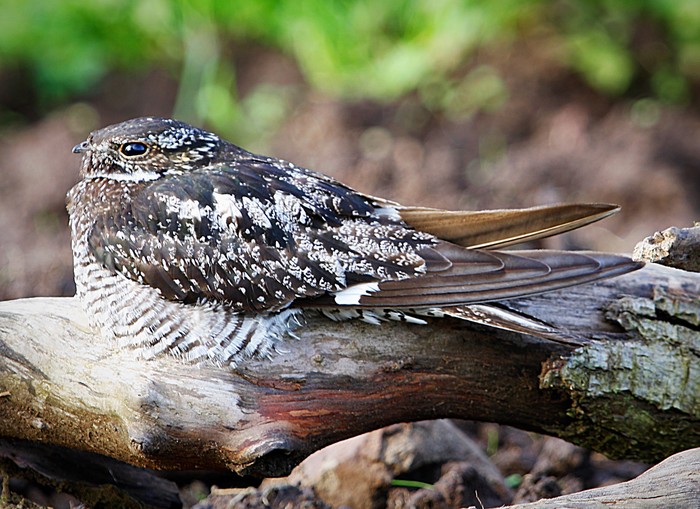 Common Nighthawk