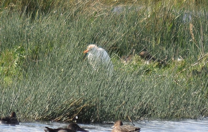 Cattle Egret