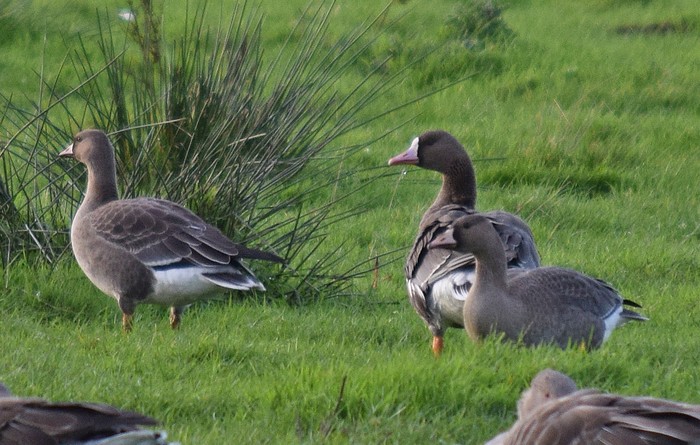 Russian White-fronted Goose