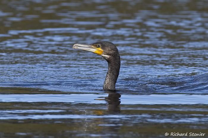 Cormorant