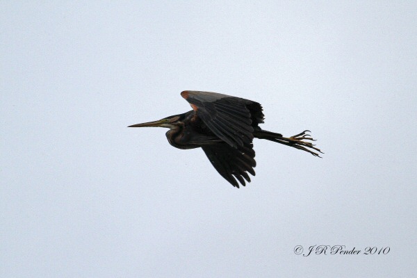 Purple Heron