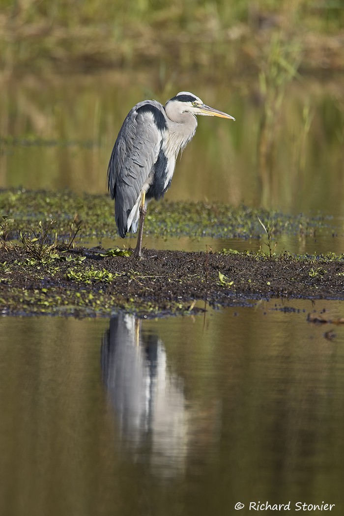 Grey Heron