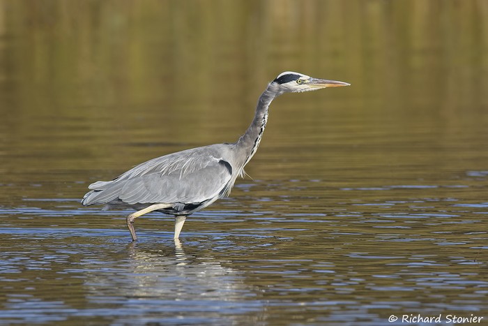 Grey Heron