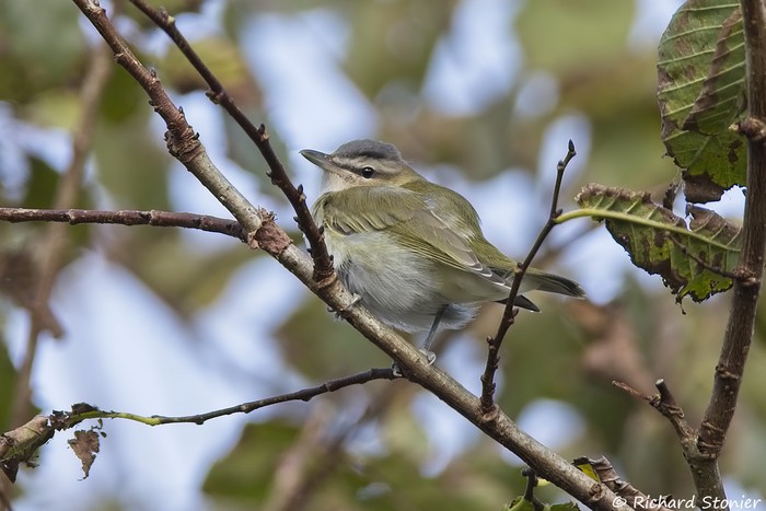 Red-eyed Vireo
