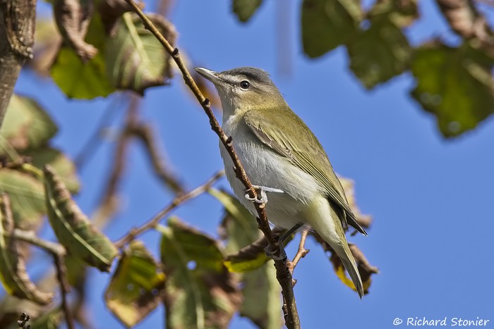 Red-eyed Vireo