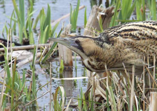 Bittern