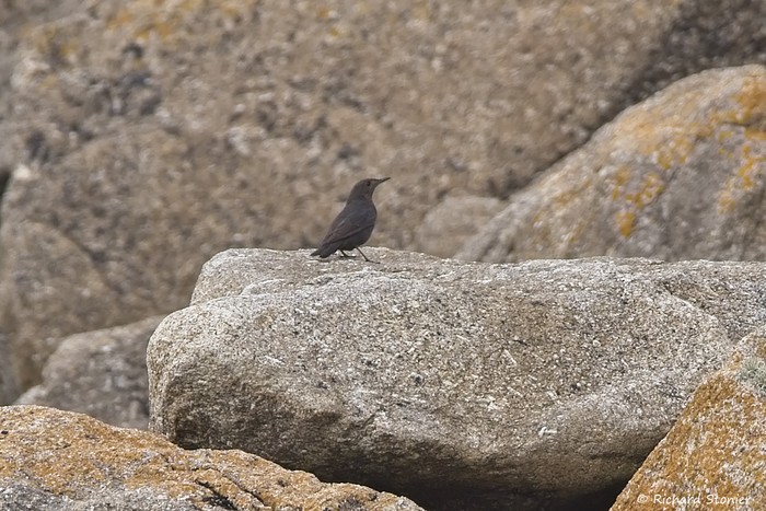 Blue Rock Thrush
