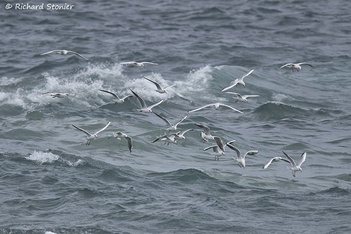 Black-headed Gull
