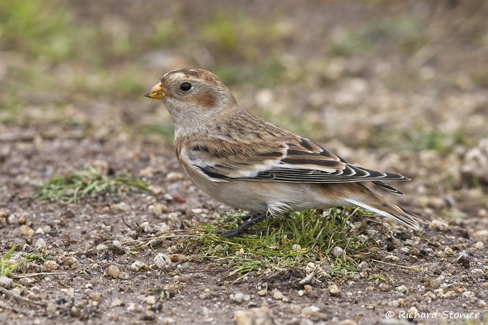 Snow Bunting
