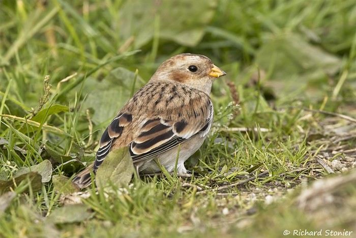 Snow Bunting