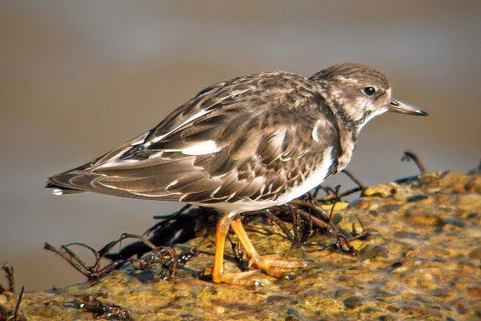 Turnstone