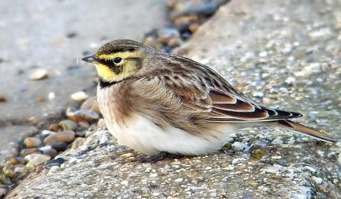 Shorelark