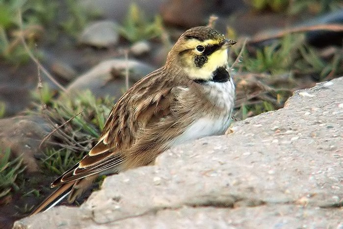 Shorelark