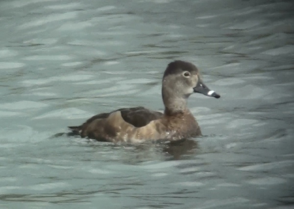 Ring-necked Duck