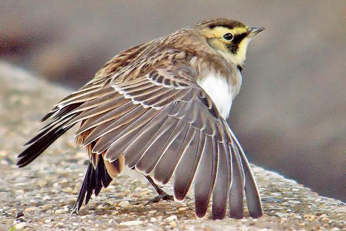 Shorelark