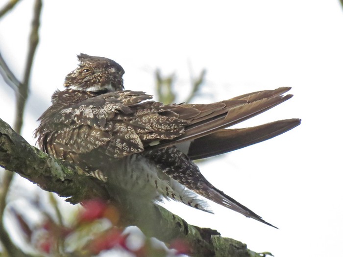 Common Nighthawk