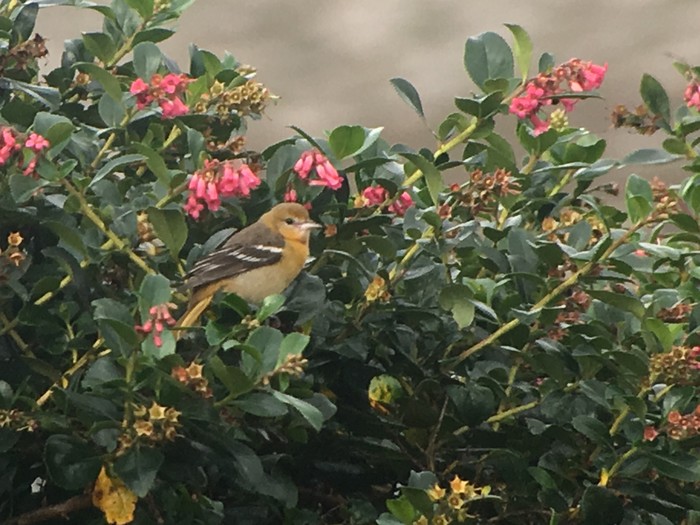 Baltimore Oriole