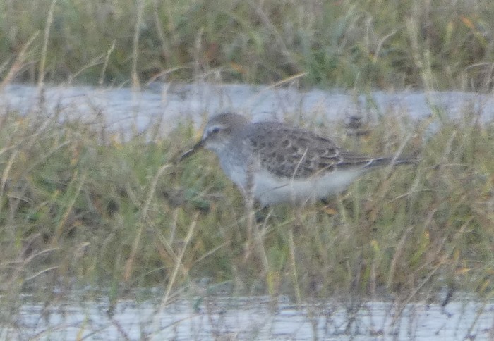 White-rumped Sandpiper