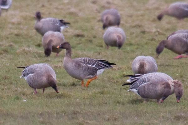 Tundra Bean Goose