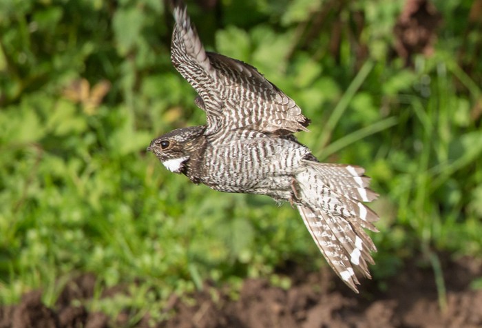 Common Nighthawk