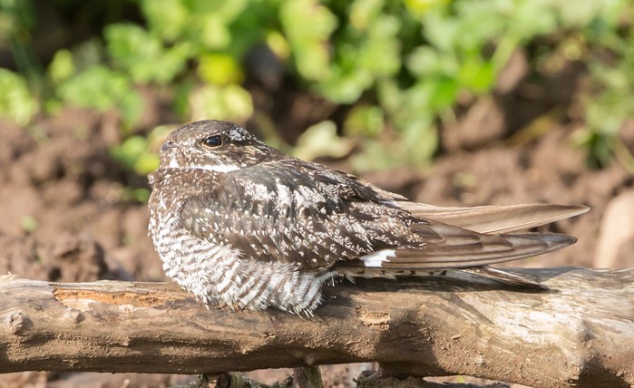 Common Nighthawk