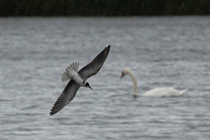 American Black Tern