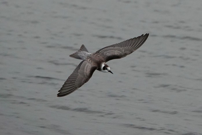 American Black tern