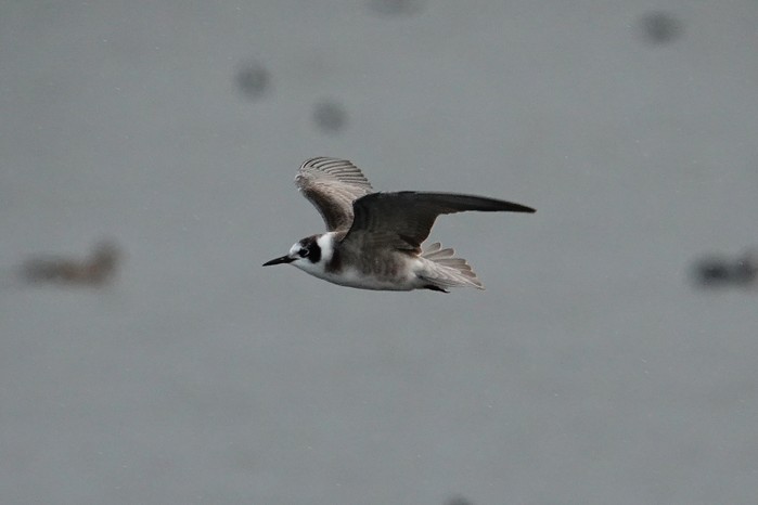 American Black Tern