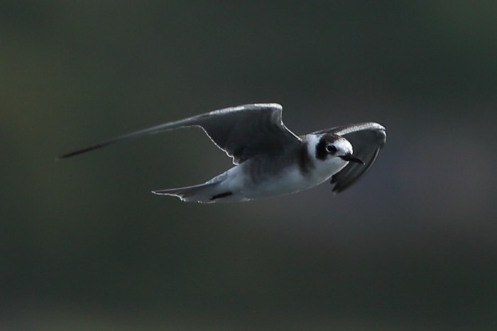American Black Tern