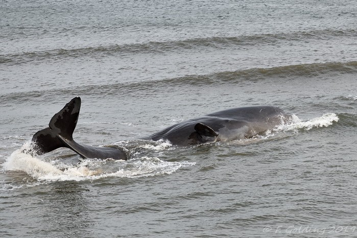Sperm Whale