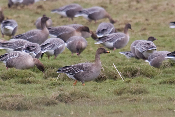 Tundra Bean Goose