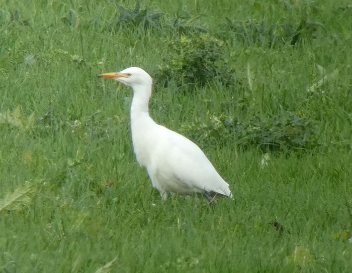 Cattle Egret