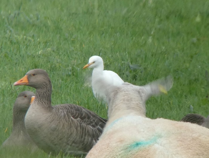 Cattle Egret