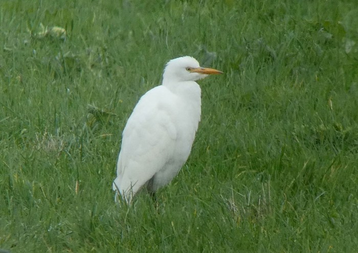 Cattle Egret