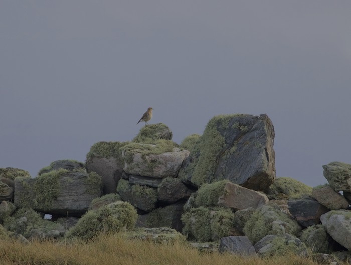 Isabelline Wheatear