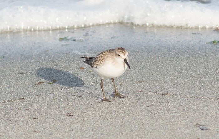 Semipalmated Sandpiper