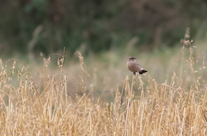 Siberian Stonechat
